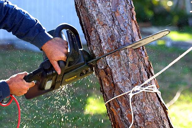 Pest Control for Lawns in Los Chaves, NM
