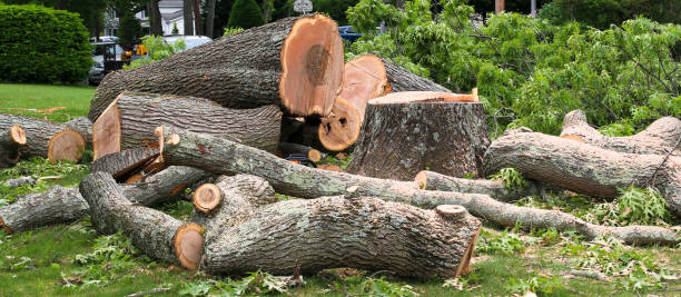 Best Firewood Processing and Delivery  in Los Chaves, NM