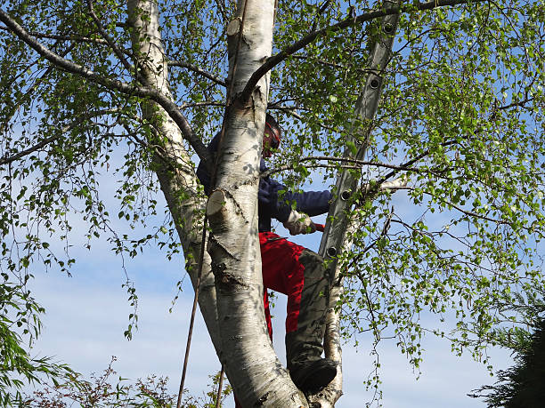 Professional Tree Care in Los Chaves, NM